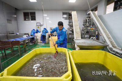 唐山灤南 冷凍對蝦加工忙，水產品冷鏈產業興